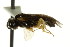 ( - CNCHYM 02864)  @12 [ ] CreativeCommons - Attribution (2011) CNC/CBG Photography Group Centre for Biodiversity Genomics