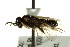  ( - CNCHYM 02865)  @12 [ ] CreativeCommons - Attribution (2011) CNC/CBG Photography Group Centre for Biodiversity Genomics