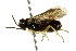  ( - CNCHYM 02867)  @12 [ ] CreativeCommons - Attribution (2011) CNC/CBG Photography Group Centre for Biodiversity Genomics