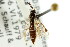  ( - CNCHYM 02880)  @11 [ ] CreativeCommons - Attribution (2011) CNC/CBG Photography Group Centre for Biodiversity Genomics