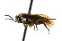  ( - CNCHYM 02905)  @11 [ ] CreativeCommons - Attribution (2011) CNC/CBG Photography Group Centre for Biodiversity Genomics