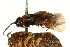  ( - CNCHYM 03044)  @11 [ ] CreativeCommons - Attribution (2011) CNC/CBG Photography Group Centre for Biodiversity Genomics