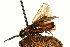  ( - CNCHYM 03045)  @11 [ ] CreativeCommons - Attribution (2011) CNC/CBG Photography Group Centre for Biodiversity Genomics
