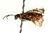  ( - CNCHYM 03046)  @11 [ ] CreativeCommons - Attribution (2011) CNC/CBG Photography Group Centre for Biodiversity Genomics