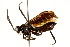  ( - CNCHYM 03071)  @11 [ ] CreativeCommons - Attribution (2011) CNC/CBG Photography Group Centre for Biodiversity Genomics