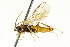  ( - CNCHYM 03075)  @11 [ ] CreativeCommons - Attribution (2011) CNC/CBG Photography Group Centre for Biodiversity Genomics