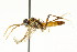 ( - CNCHYM 03076)  @11 [ ] CreativeCommons - Attribution (2011) CNC/CBG Photography Group Centre for Biodiversity Genomics