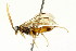  ( - CNCHYM 03077)  @11 [ ] CreativeCommons - Attribution (2011) CNC/CBG Photography Group Centre for Biodiversity Genomics