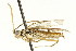  ( - CNCHYM 03113)  @11 [ ] CreativeCommons - Attribution (2011) CNC/CBG Photography Group Centre for Biodiversity Genomics