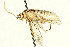  ( - CNCHYM 03115)  @11 [ ] CreativeCommons - Attribution (2011) CNC/CBG Photography Group Centre for Biodiversity Genomics