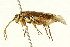  ( - CNCHYM 03116)  @11 [ ] CreativeCommons - Attribution (2011) CNC/CBG Photography Group Centre for Biodiversity Genomics