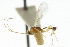  ( - CNCHYM 03781)  @11 [ ] CreativeCommons - Attribution (2011) CNC/CBG Photography Group Centre for Biodiversity Genomics