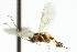  ( - CNCHYM 03782)  @11 [ ] CreativeCommons - Attribution (2011) CNC/CBG Photography Group Centre for Biodiversity Genomics