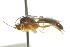  ( - CNCHYM 03851)  @11 [ ] CreativeCommons - Attribution (2011) CNC/CBG Photography Group Centre for Biodiversity Genomics