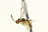  ( - CNCHYM 03962)  @11 [ ] CreativeCommons - Attribution (2011) CNC/CBG Photography Group Centre for Biodiversity Genomics