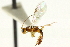  ( - CNCHYM 03963)  @11 [ ] CreativeCommons - Attribution (2011) CNC/CBG Photography Group Centre for Biodiversity Genomics