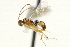  ( - CNCHYM 03964)  @11 [ ] CreativeCommons - Attribution (2011) CNC/CBG Photography Group Centre for Biodiversity Genomics
