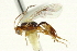  ( - CNCHYM 03965)  @11 [ ] CreativeCommons - Attribution (2011) CNC/CBG Photography Group Centre for Biodiversity Genomics