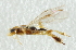  ( - CNCHYM 03966)  @11 [ ] CreativeCommons - Attribution (2011) CNC/CBG Photography Group Centre for Biodiversity Genomics