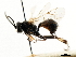  ( - CNCHYM 05203)  @11 [ ] CreativeCommons - Attribution (2011) CNC/CBG Photography Group Centre for Biodiversity Genomics