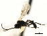  ( - CNCHYM 05204)  @11 [ ] CreativeCommons - Attribution (2011) CNC/CBG Photography Group Centre for Biodiversity Genomics