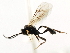  ( - CNCHYM 05205)  @11 [ ] CreativeCommons - Attribution (2011) CNC/CBG Photography Group Centre for Biodiversity Genomics