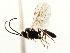  ( - CNCHYM 05209)  @11 [ ] CreativeCommons - Attribution (2011) CNC/CBG Photography Group Centre for Biodiversity Genomics