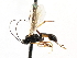  ( - CNCHYM 05225)  @11 [ ] CreativeCommons - Attribution (2011) CNC/CBG Photography Group Centre for Biodiversity Genomics
