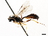  ( - CNCHYM 05226)  @11 [ ] CreativeCommons - Attribution (2011) CNC/CBG Photography Group Centre for Biodiversity Genomics