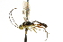  ( - CNCHYM 05240)  @11 [ ] CreativeCommons - Attribution (2011) CNC/CBG Photography Group Centre for Biodiversity Genomics