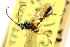  (Campoletis aprilis - CNCHYM 05285)  @11 [ ] CreativeCommons - Attribution (2011) CNC/CBG Photography Group Centre for Biodiversity Genomics