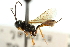  ( - CNCHYM 05287)  @11 [ ] CreativeCommons - Attribution (2011) CNC/CBG Photography Group Centre for Biodiversity Genomics