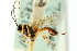 ( - CNCHYM 05291)  @11 [ ] CreativeCommons - Attribution (2011) CNC/CBG Photography Group Centre for Biodiversity Genomics