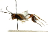  ( - CNCHYM 05299)  @13 [ ] CreativeCommons - Attribution (2011) CNC/CBG Photography Group Centre for Biodiversity Genomics