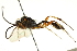  ( - CNCHYM 05313)  @11 [ ] CreativeCommons - Attribution (2011) CNC/CBG Photography Group Centre for Biodiversity Genomics