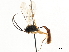  ( - CNCHYM 05380)  @11 [ ] CreativeCommons - Attribution (2011) CNC/CBG Photography Group Centre for Biodiversity Genomics