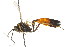  ( - CNCHYM 05401)  @11 [ ] CreativeCommons - Attribution (2011) CNC/CBG Photography Group Centre for Biodiversity Genomics