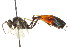  ( - CNCHYM 05402)  @11 [ ] CreativeCommons - Attribution (2011) CNC/CBG Photography Group Centre for Biodiversity Genomics