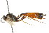  (Dusona carinifrons - CNCHYM 05414)  @13 [ ] CreativeCommons - Attribution (2011) CNC/CBG Photography Group Centre for Biodiversity Genomics