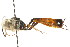  ( - CNCHYM 05415)  @12 [ ] CreativeCommons - Attribution (2011) CNC/CBG Photography Group Centre for Biodiversity Genomics