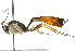  ( - CNCHYM 05416)  @13 [ ] CreativeCommons - Attribution (2011) CNC/CBG Photography Group Centre for Biodiversity Genomics