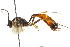  ( - CNCHYM 05417)  @13 [ ] CreativeCommons - Attribution (2011) CNC/CBG Photography Group Centre for Biodiversity Genomics