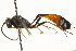  (Dusona circumcinctus - CNCHYM 05418)  @14 [ ] CreativeCommons - Attribution (2011) CNC/CBG Photography Group Centre for Biodiversity Genomics