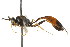  ( - CNCHYM 05419)  @11 [ ] CreativeCommons - Attribution (2011) CNC/CBG Photography Group Centre for Biodiversity Genomics