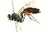  ( - CNCHYM 05429)  @11 [ ] CreativeCommons - Attribution (2011) CNC/CBG Photography Group Centre for Biodiversity Genomics