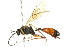  ( - CNCHYM 05432)  @11 [ ] CreativeCommons - Attribution (2011) CNC/CBG Photography Group Centre for Biodiversity Genomics
