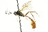  ( - CNCHYM 05433)  @11 [ ] CreativeCommons - Attribution (2011) CNC/CBG Photography Group Centre for Biodiversity Genomics