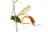  ( - CNCHYM 05435)  @11 [ ] CreativeCommons - Attribution (2011) CNC/CBG Photography Group Centre for Biodiversity Genomics