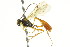  ( - CNCHYM 05436)  @11 [ ] CreativeCommons - Attribution (2011) CNC/CBG Photography Group Centre for Biodiversity Genomics