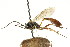  (Dusona ellopiae - CNCHYM 05437)  @14 [ ] CreativeCommons - Attribution (2011) CNC/CBG Photography Group Centre for Biodiversity Genomics